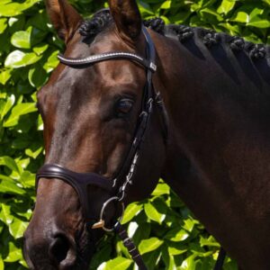 San Paolo Anatomical Bridle Brown