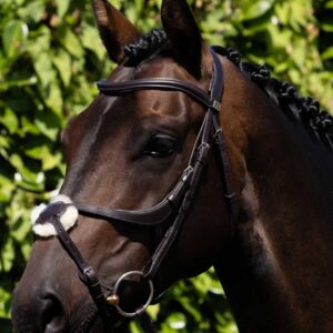 Glorioso Grackle Bridle Brown