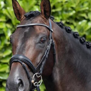Stellazio Anatomic Snaffle Bridle with Flash Black