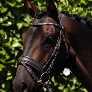 Veneto Anatomical Snaffle Bridle Black