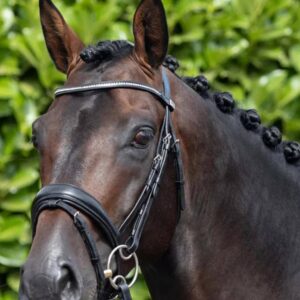 Stellazio Anatomic Snaffle Bridle with Flash Black